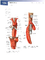 Sobotta  Atlas of Human Anatomy  Trunk, Viscera,Lower Limb Volume2 2006, page 111